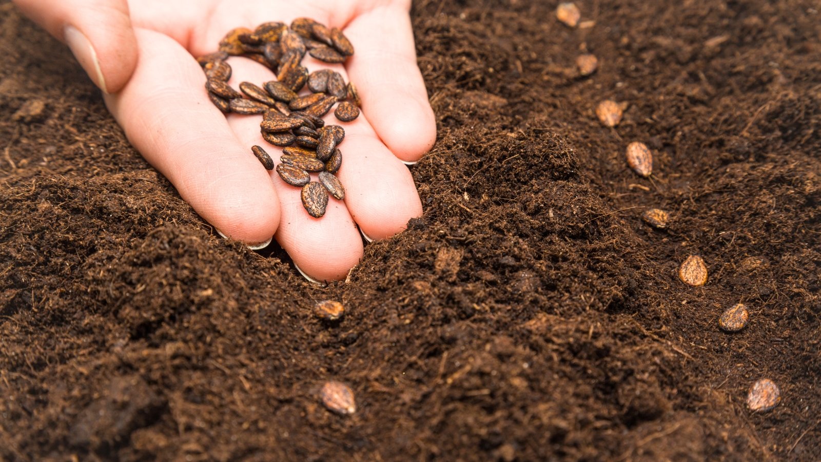 A woman's hand directly sows seeds - small, teardrop-shaped, dark brown in color - into loose, dark brown soil in the garden.