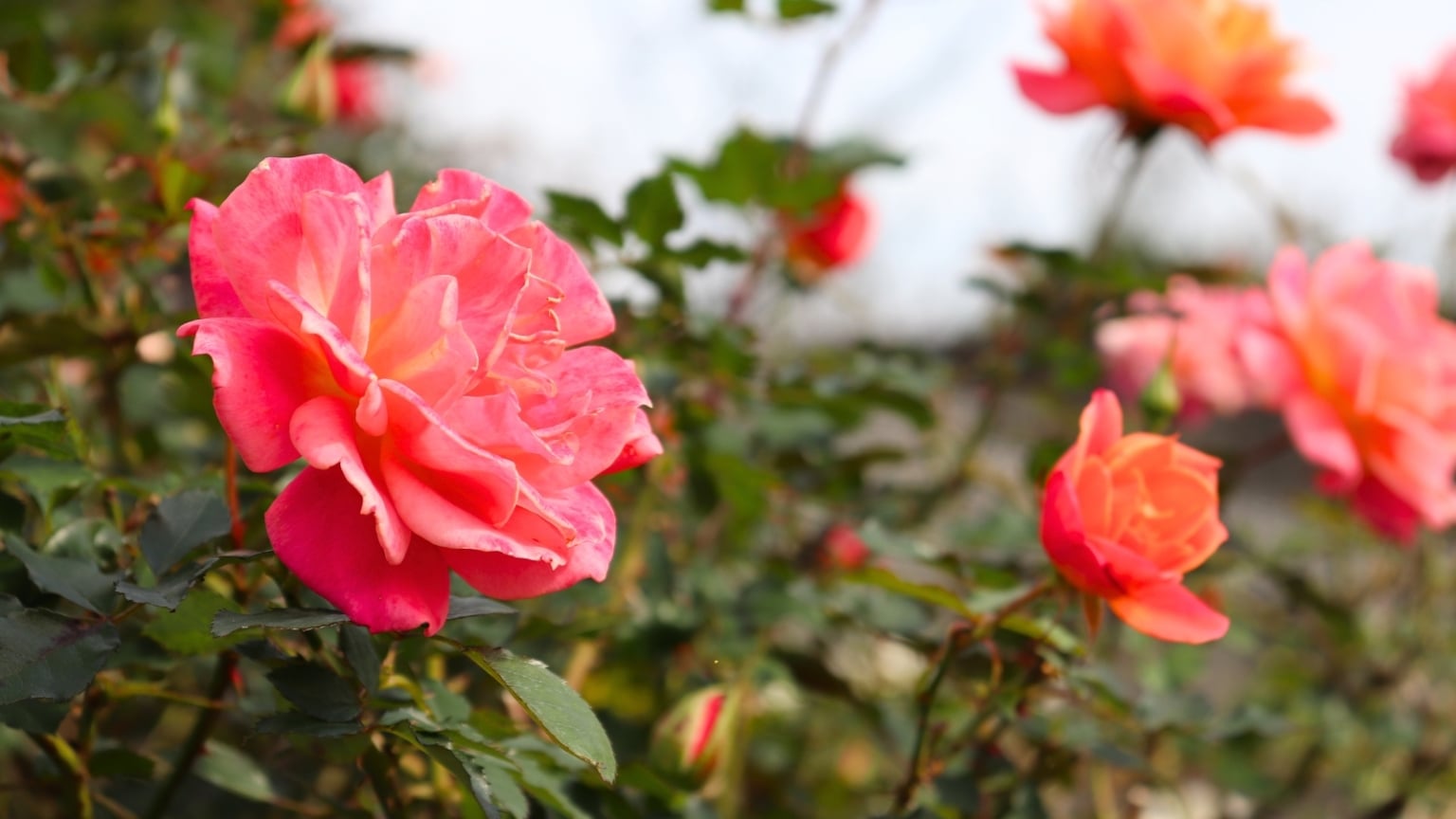 How to Plant, Grow, and Care For Disneyland Roses