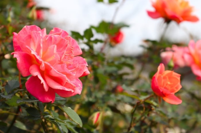 Disneyland roses display clusters of ruffled blooms in shades of apricot, pink, and orange on glossy green leaves and thorny stems.