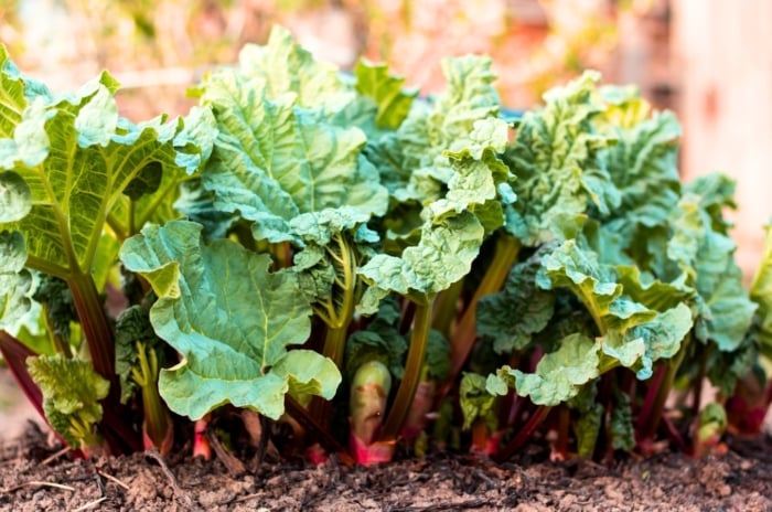 Thick, upright reddish-green rhubarb stalks emerge from the soil, topped with large, deeply veined crinkled green leaves, ready to be divided.