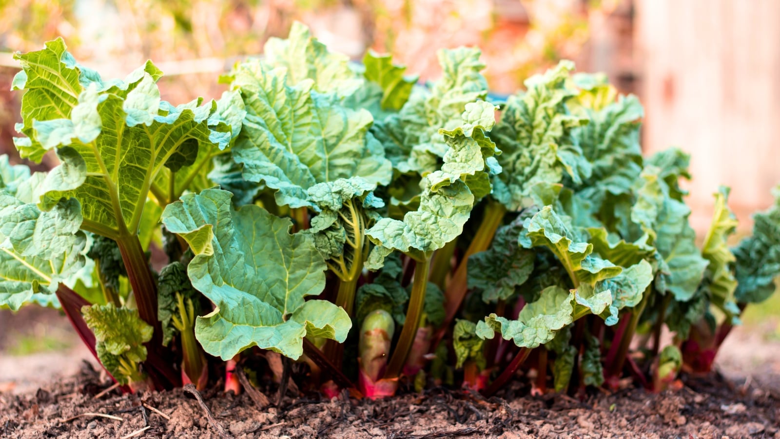 Thick, upright reddish-green rhubarb stalks emerge from the soil, topped with large, deeply veined crinkled green leaves, ready to be divided.