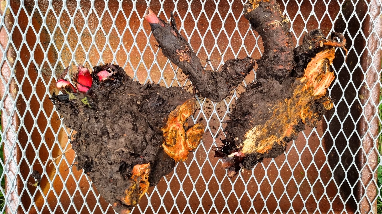 Close-up of divided pieces of rhubarb rhizomes covered with soil debris, and bearing young red sprouts.