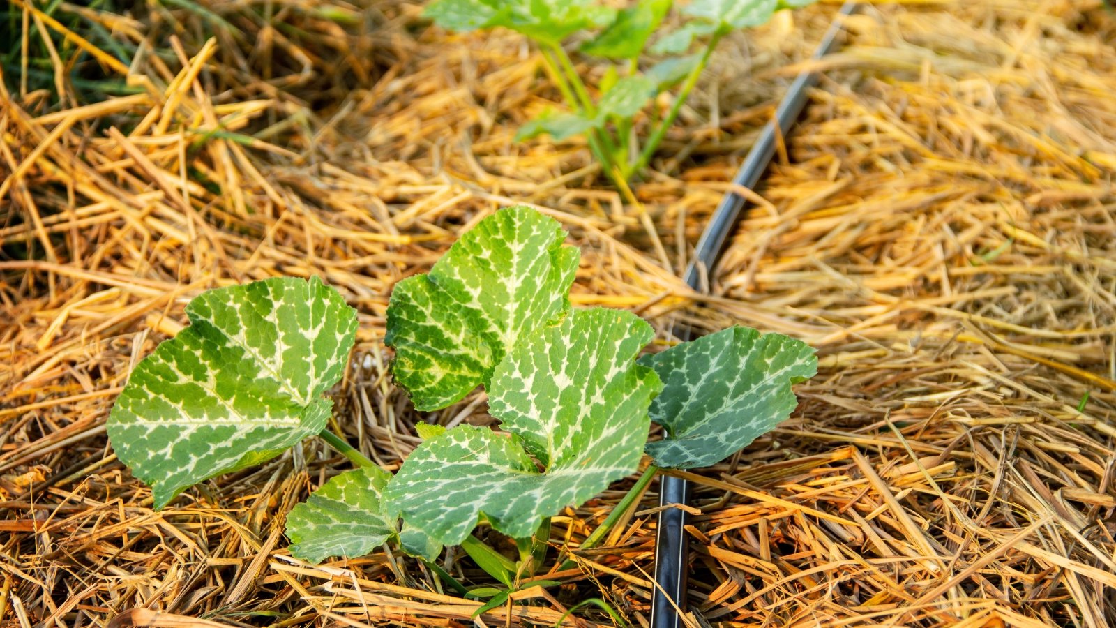 Close-up of young pumpkin plants with broad, serrated green leaves featuring silver veins growing in the straw-mulched soil with drip irrigation.