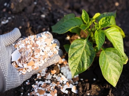 Close-up of a gardener's hand in a grey glove applying crushed pieces of shell to a young pepper plant with shiny, oval leaves with tapering tips on a tall stem.