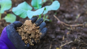 What Type of Manure is Best for the Garden?