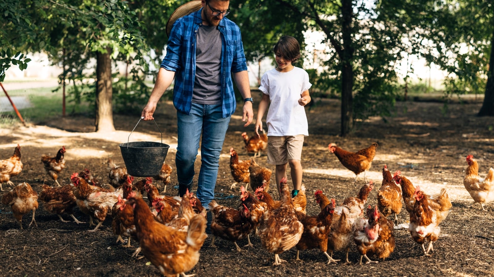 A father with a black bucket and his son are walking among dozens of chickens in the garden.