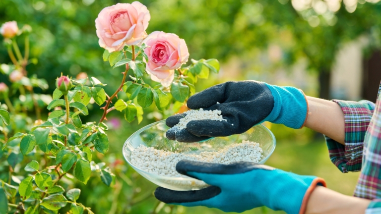 Sprring Roses When and How to Fertilize Roses in Spring: 5 Expert Tips