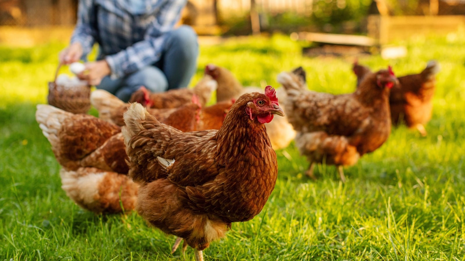 Close-up of a flock of chickens walking in a grassy yard with a blurred background of a girl collecting eggs in a basket.