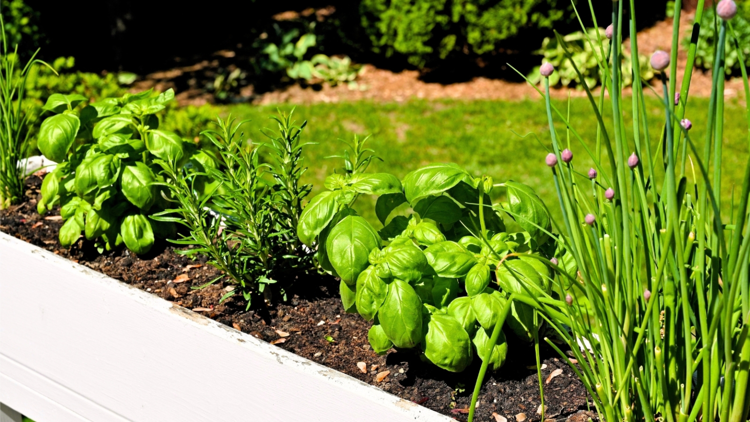 Can You Plant Basil and Rosemary Together?