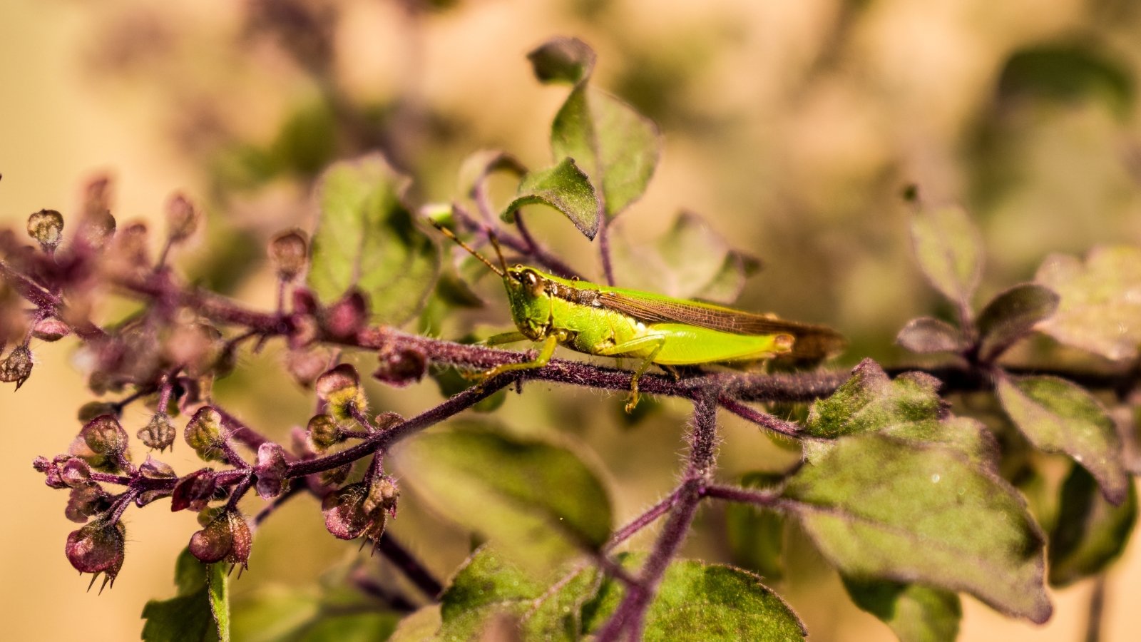 Close-up of a green grasshopper sitting on a basil plant with purple stems and oval green leaves in the garden.