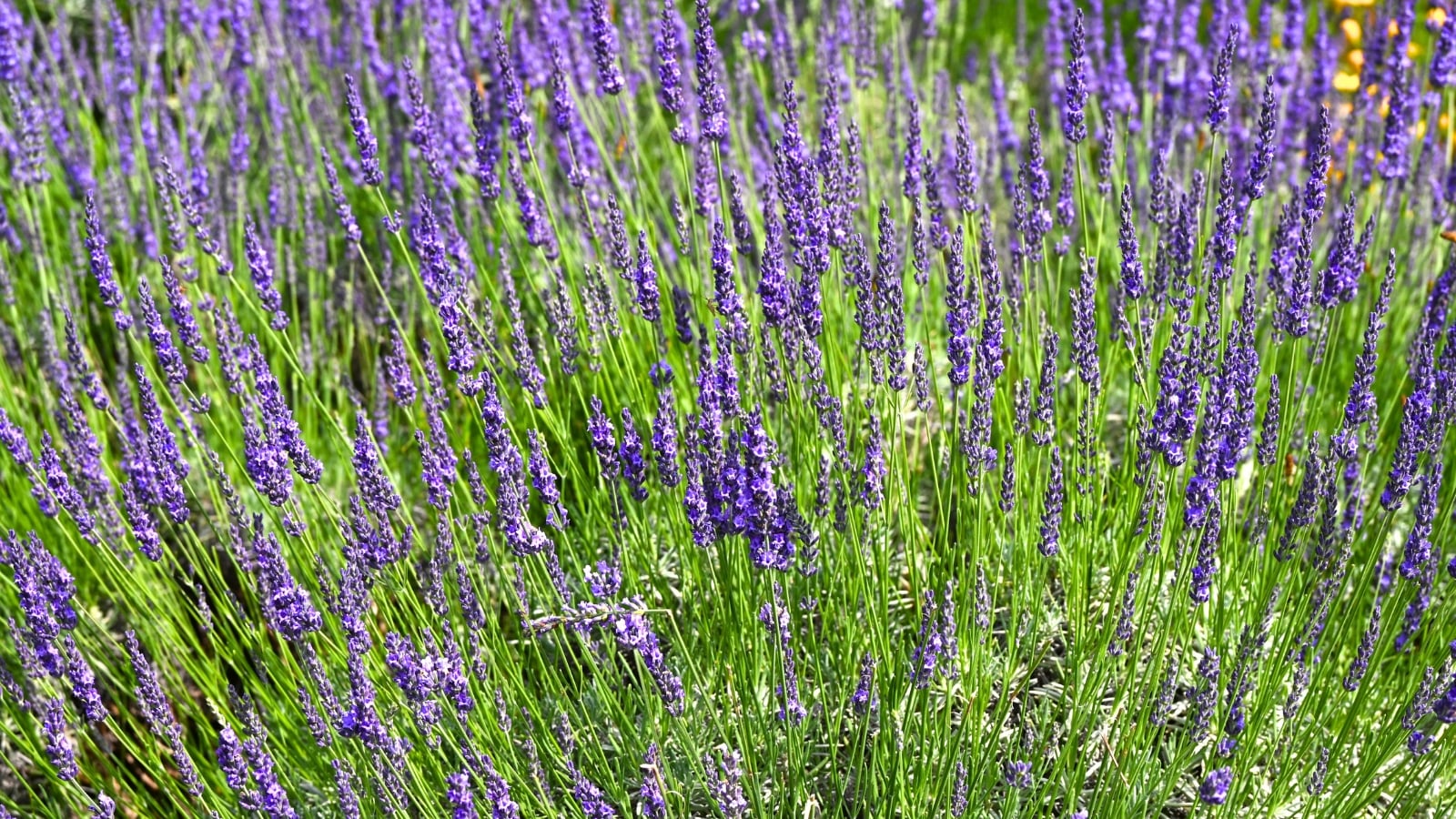 Dense spikes of deep violet grosso lavender flowers rise above silvery-green narrow leaves on tall, arching stems.