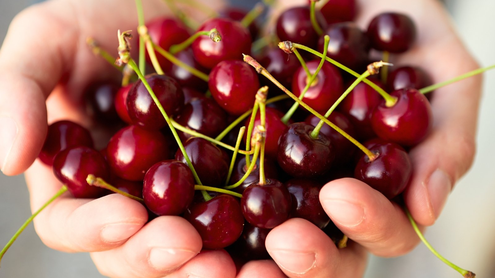 Close-up of male hands holding a handful of ripe bright red cherries against a blurred background.