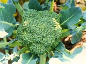 Top view, close-up of a heat-tolerant broccoli with sturdy light green stems, slightly curled dark green leaves, and dense, compact green flower heads.