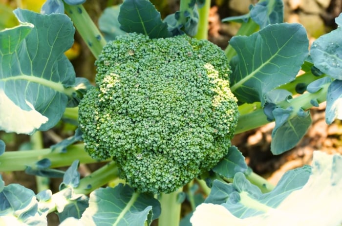 Top view, close-up of a heat-tolerant broccoli with sturdy light green stems, slightly curled dark green leaves, and dense, compact green flower heads.