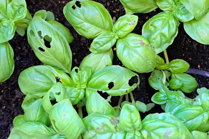 Close-up of young basil plants showing oval, shiny leaves with irregular holes due to pest damage.