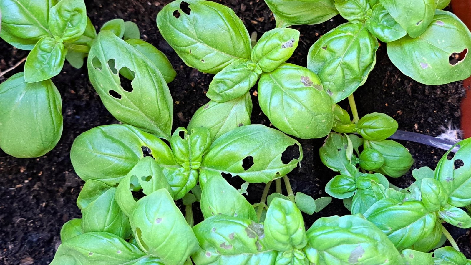 Close-up of young basil plants showing oval, shiny leaves with irregular holes due to pest damage.