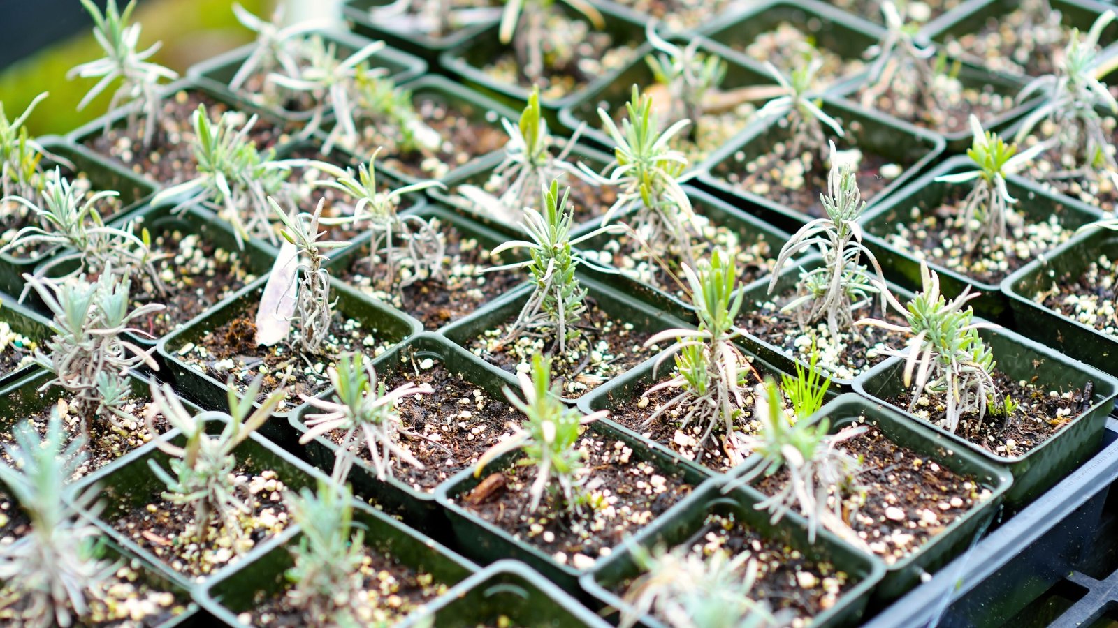 Several lavender cuttings with silvery narrow foliage in small plastic pots.