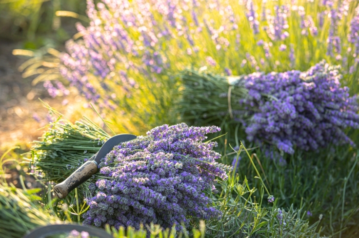 Freshly harvested lavender bunches with upright purple flower spikes rest among blooming bushes in a sunny field, picked to preserve maximum fragrance.