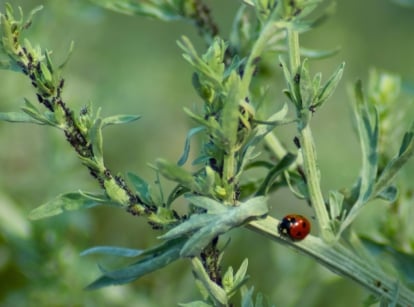 Close-up of a ladybug crawling on lavender stems infested with tiny black aphids, showing lavender pests and diseases