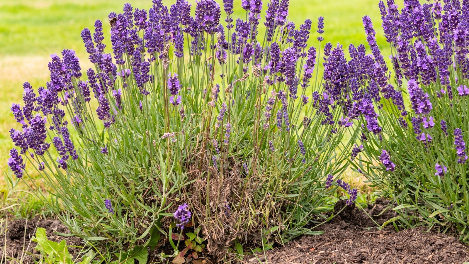 A flowering lavender bush with bright purple flowers over grey-green foliage, some stems and leaves are rotting and have a brown unhealthy appearance.