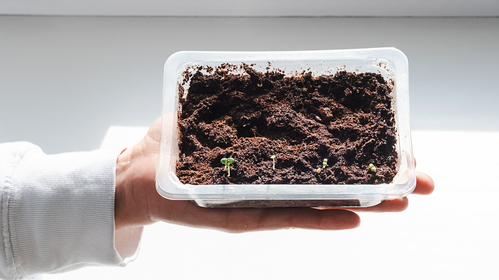 A man's hand shows a small tray with sprouted lavender seeds, against the backdrop of a bright window.
