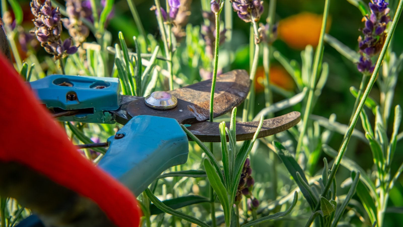 Close-up of a man's hand with pruning shears cutting thin stems of fading purple flowers in a sunny garden.