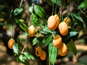 Growing a mango tree in a sunny garden, with thin curving branches, heavy with clusters of ripe golden-yellow fruits hanging among glossy green leaves.