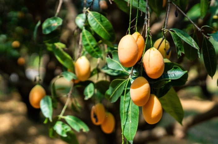 Growing a mango tree in a sunny garden, with thin curving branches, heavy with clusters of ripe golden-yellow fruits hanging among glossy green leaves.
