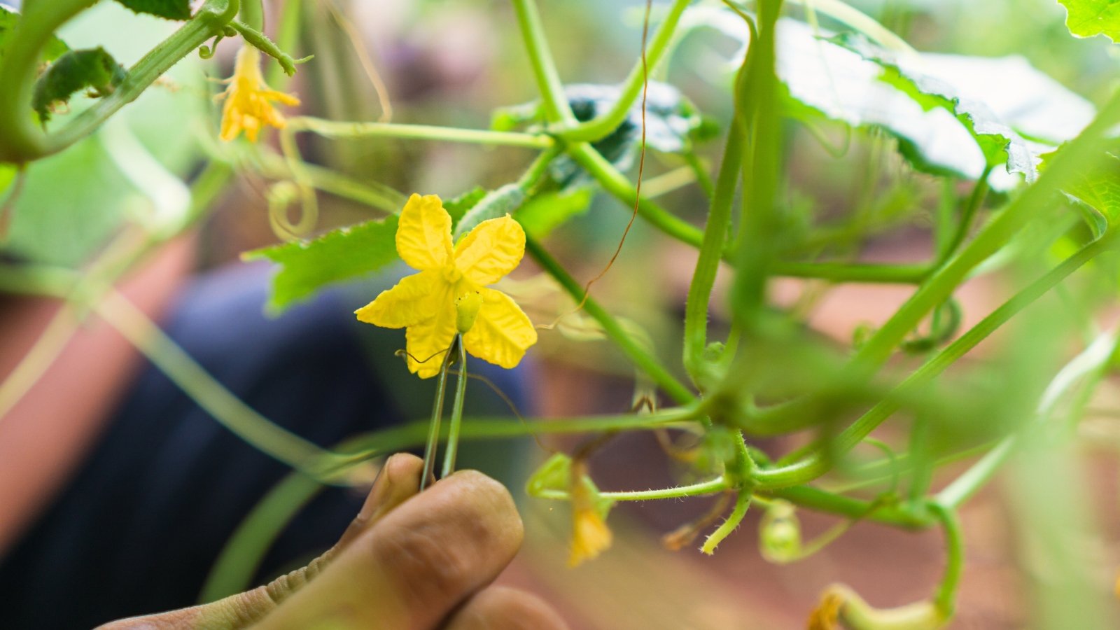 How To Hand Pollinate Cucumbers In 5 Easy Steps How To Hand Pollinate Cucumbers In 5 Easy Steps