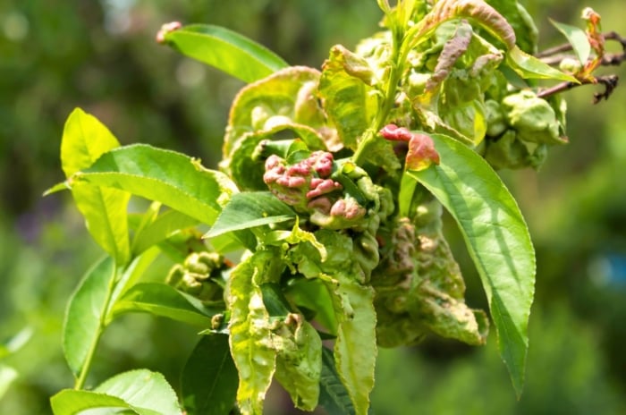 Thick, wrinkled leaves display reddish discoloration and abnormal curling typical of peach leaf curl infection.