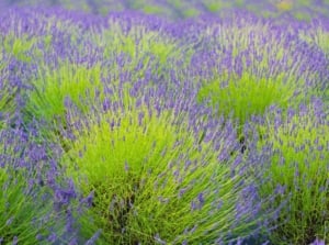 Waves of flowering phenomenal lavender shrubs form tidy rows, their purple blossoms rising above pale green, narrow leaves.