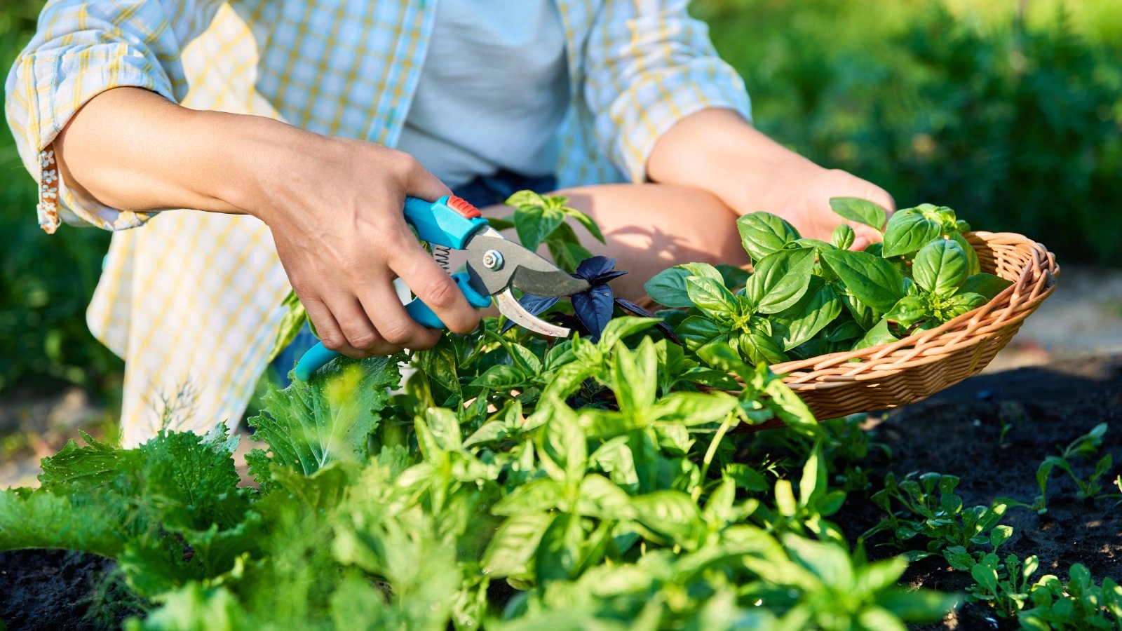 A female gardener in a plaid shirt with blue pruning shears harvests basil in a wicker basket in a sunny garden.