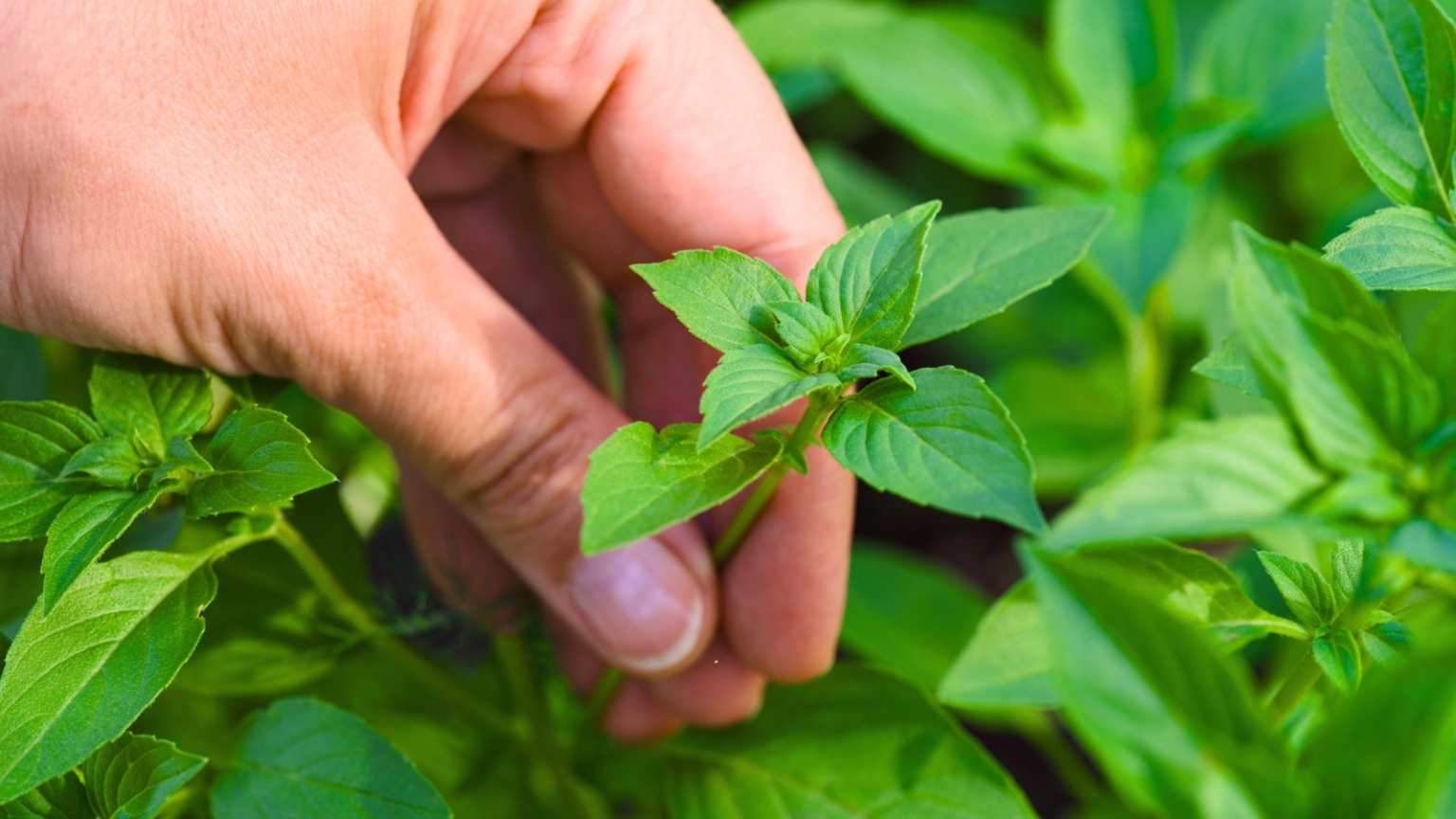Pinch Basil Don't Make These 9 Basil Growing Mistakes This Year
