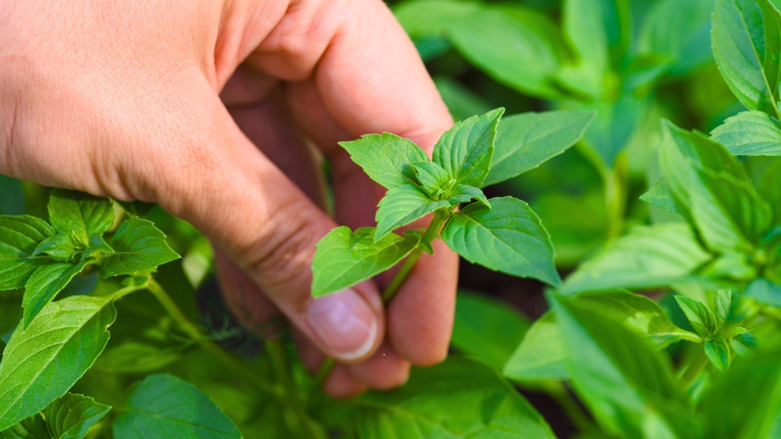The woman pinches off the upper oval, serrated leaves of the plant.
