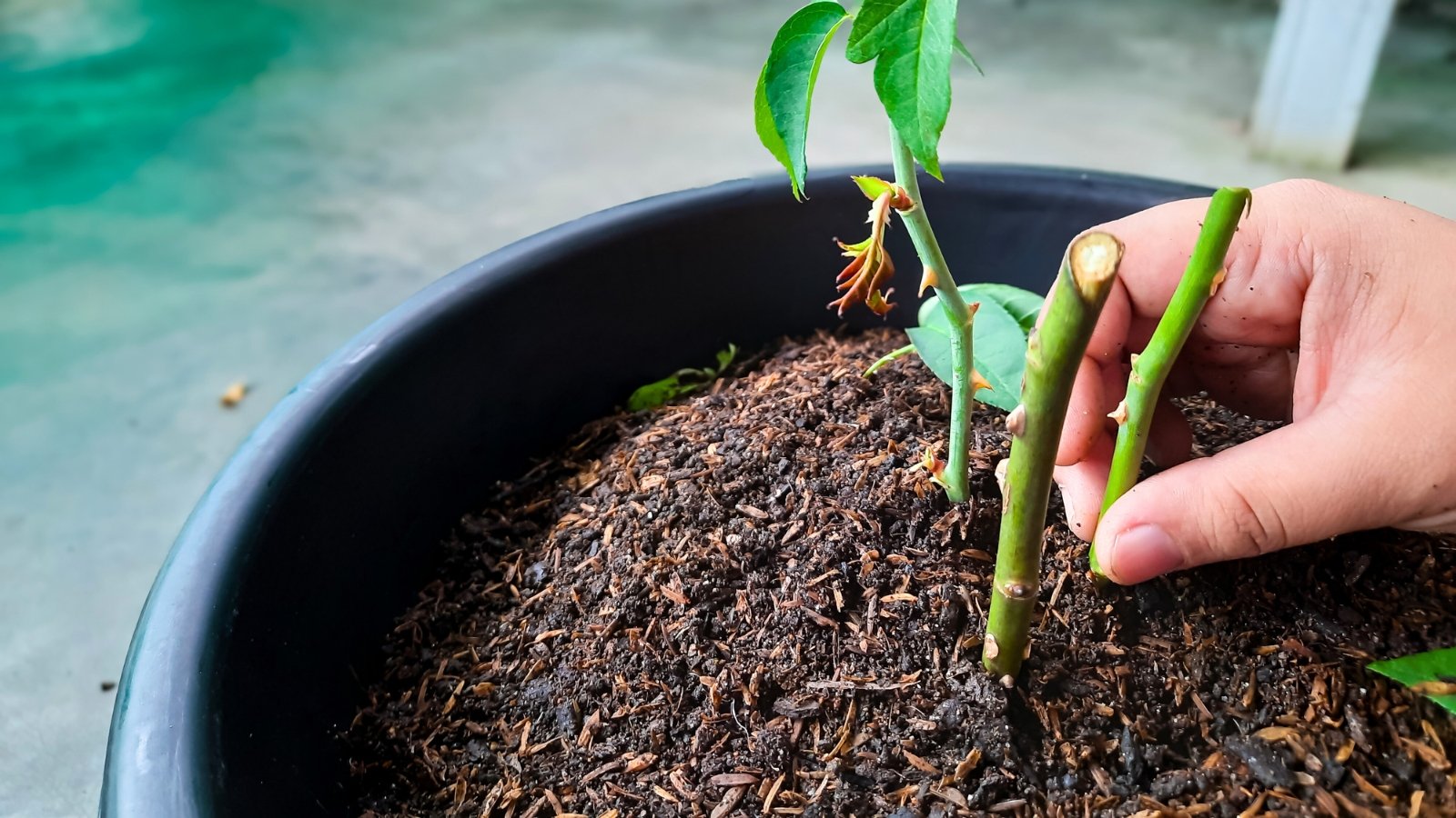 Close-up of a hand planting a cutting with sharp thorns in moist potting mix in a large black pot.