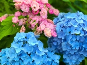 Large, bright blue hydrangea blooms grow next to clusters of small, soft pink hybrid musk roses, showcasing plants that don't need to be grown with roses.