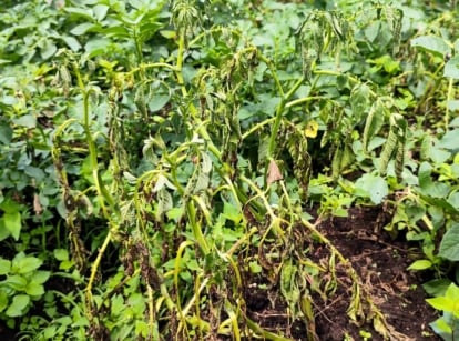Potato plant with dark brown leaf spots and wilting foliage showing signs of Late Blight disease.