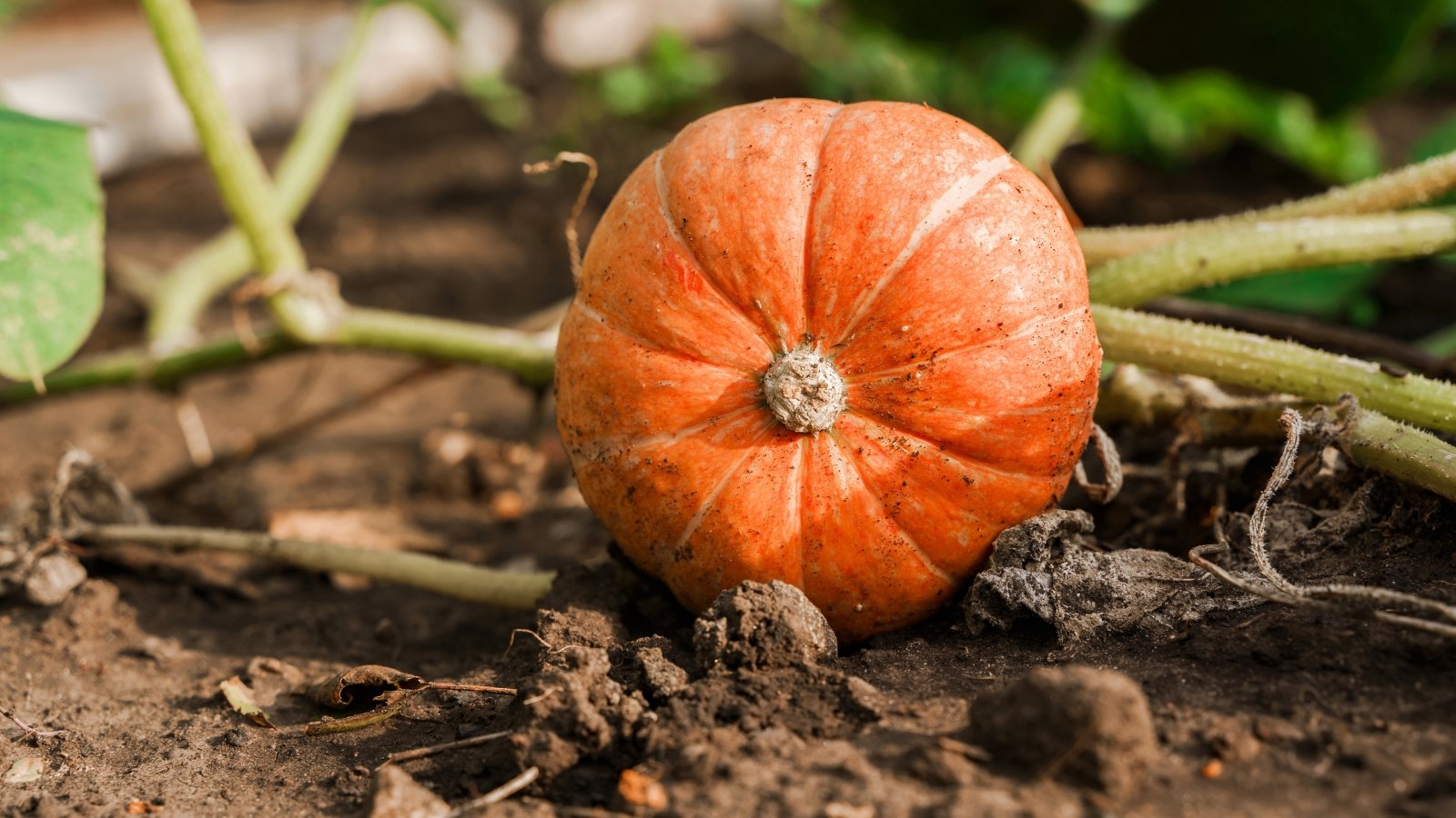 Close-up of a ripening, round, bright orange pumpkin in a bed of moist soil.
