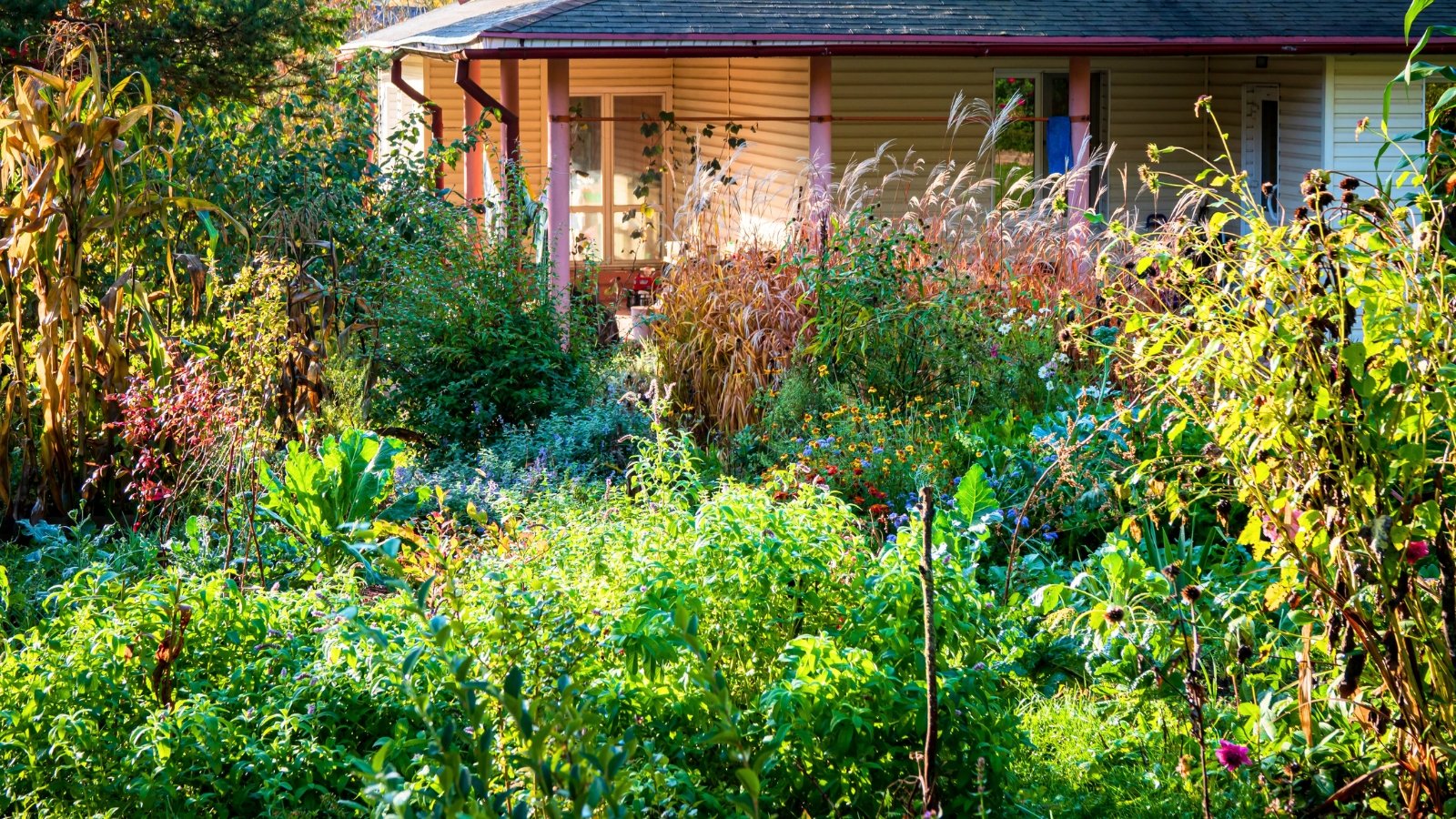 A vibrant blooming wild garden with a variety of plants featuring colorful foliage, lush greenery and colorful flowers, showcasing reasons to rewild your garden.