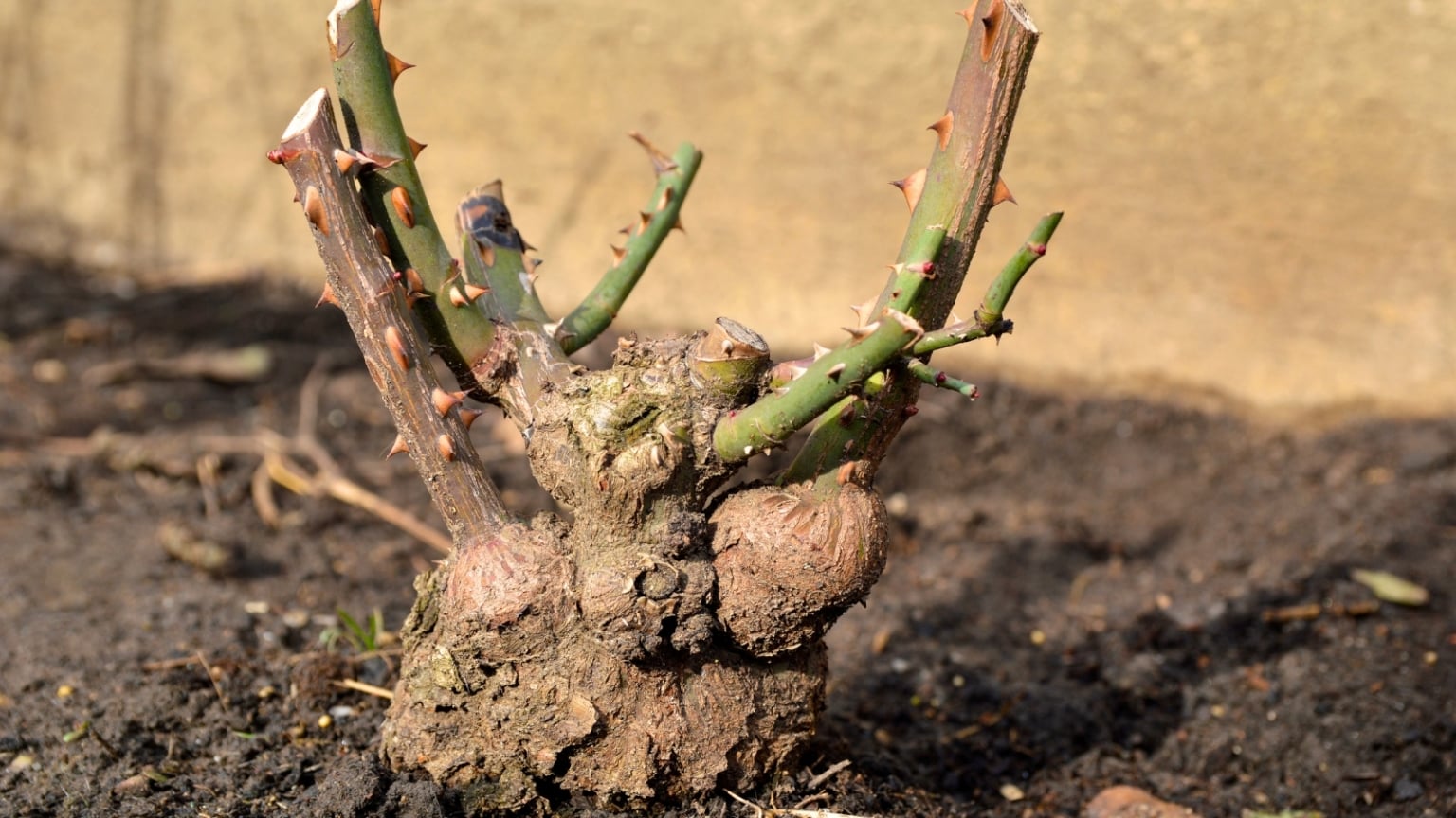 Using Roots Stock 5 Signs Your Rose is Reverting to the Rootstock