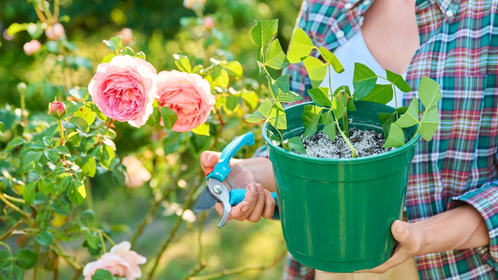 Woman in sunny garden holding green bucket with planted fresh rose cuttings and blue pruning shears near blooming pink rose bush showing reasons why rose cuttings die.