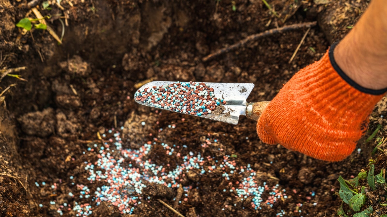 An orange-gloved hand applies multi-colored granular fertilizer to a hole in the soil using a garden trowel.