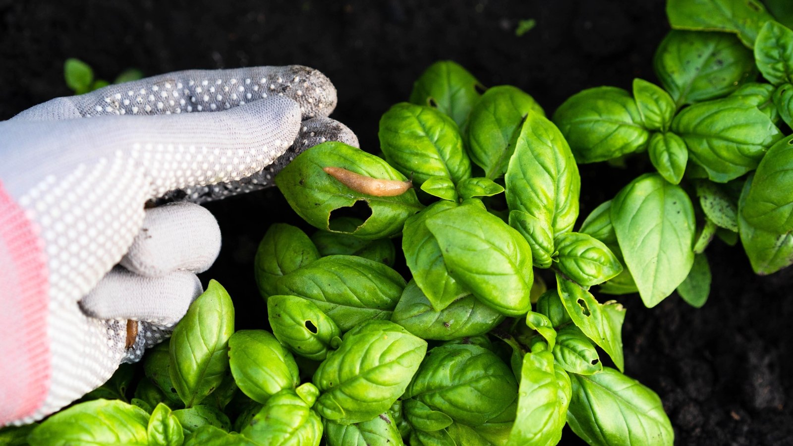 A gardener's hand in a white glove shows a light brown slug crawling on the glossy basil leaves with chewed holes.