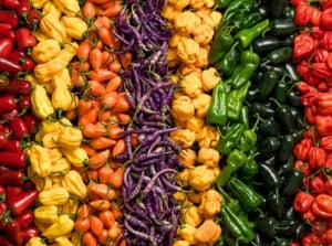 Rows of ripe, colorful yellow, red, green, orange and purple spiciest pepper varieties.