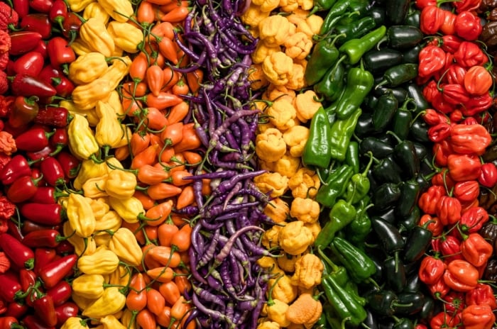 Rows of ripe, colorful yellow, red, green, orange and purple spiciest pepper varieties.