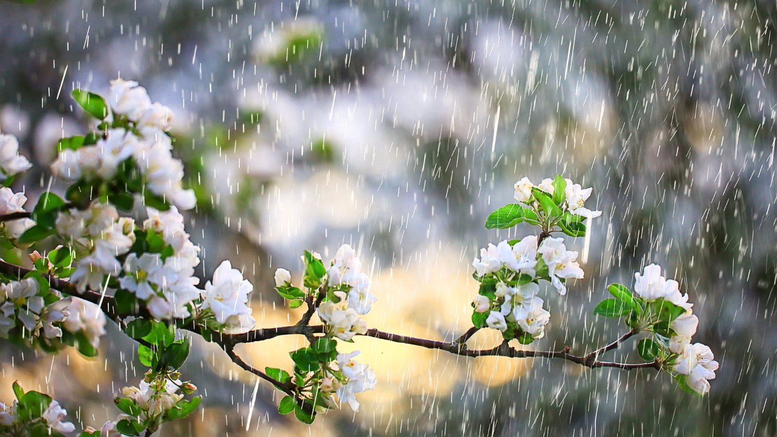 Blossoming branches of a peach tree with clusters of white flowers among green foliage, in the spring rain.