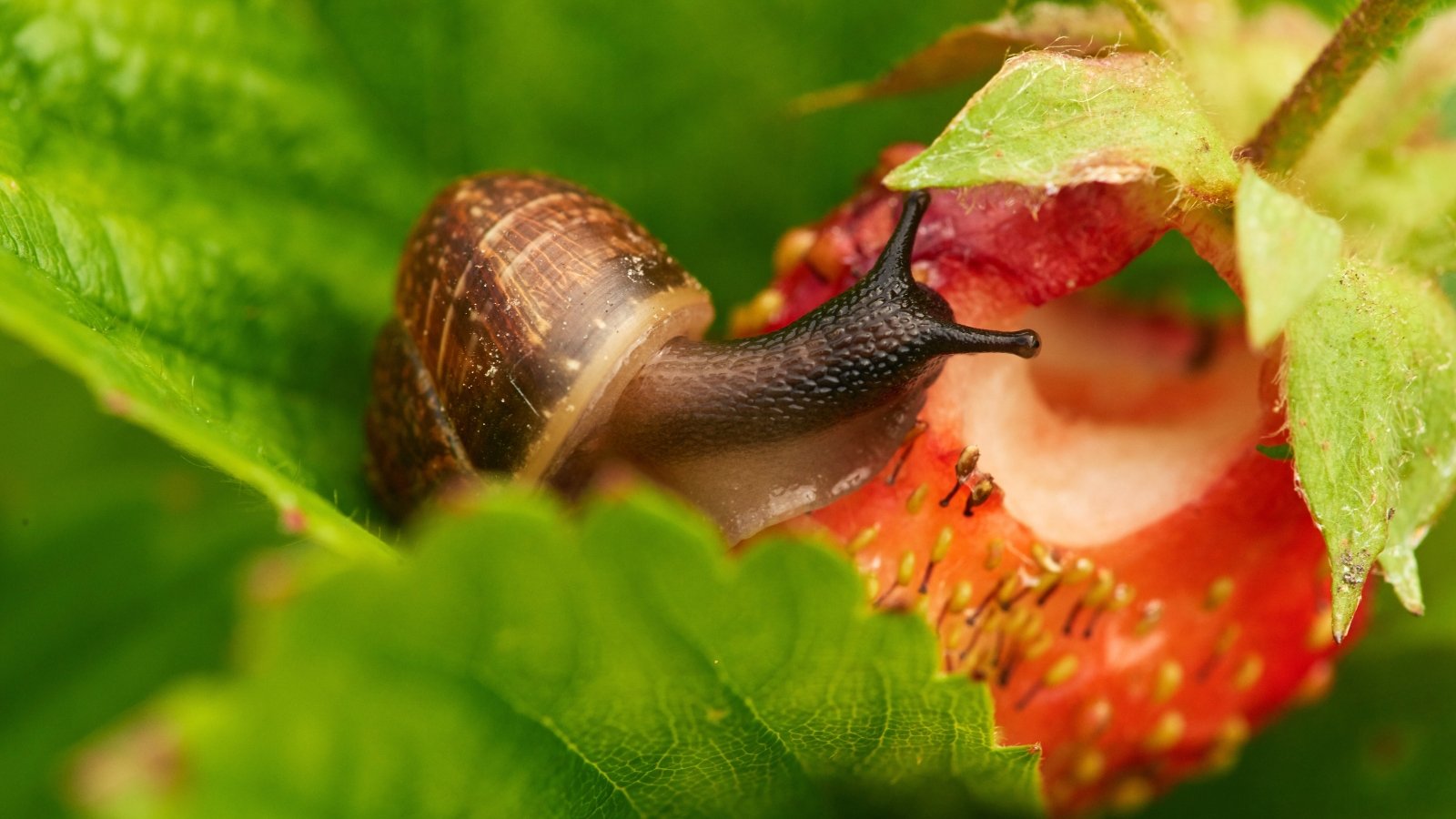Close-up of a large brown snail pest eating a ripe red strawberry fruit among green foliage.
