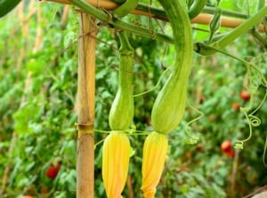 Pale green, ribbed, curved fruits-among the sweetest squash varieties-hang gracefully below bright yellow, trumpet-like flowers on a bamboo trellis.