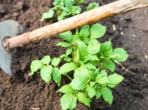Time to hill potatoes. A gardener with a hoe is hilling potato plants, raking soil to their base.
