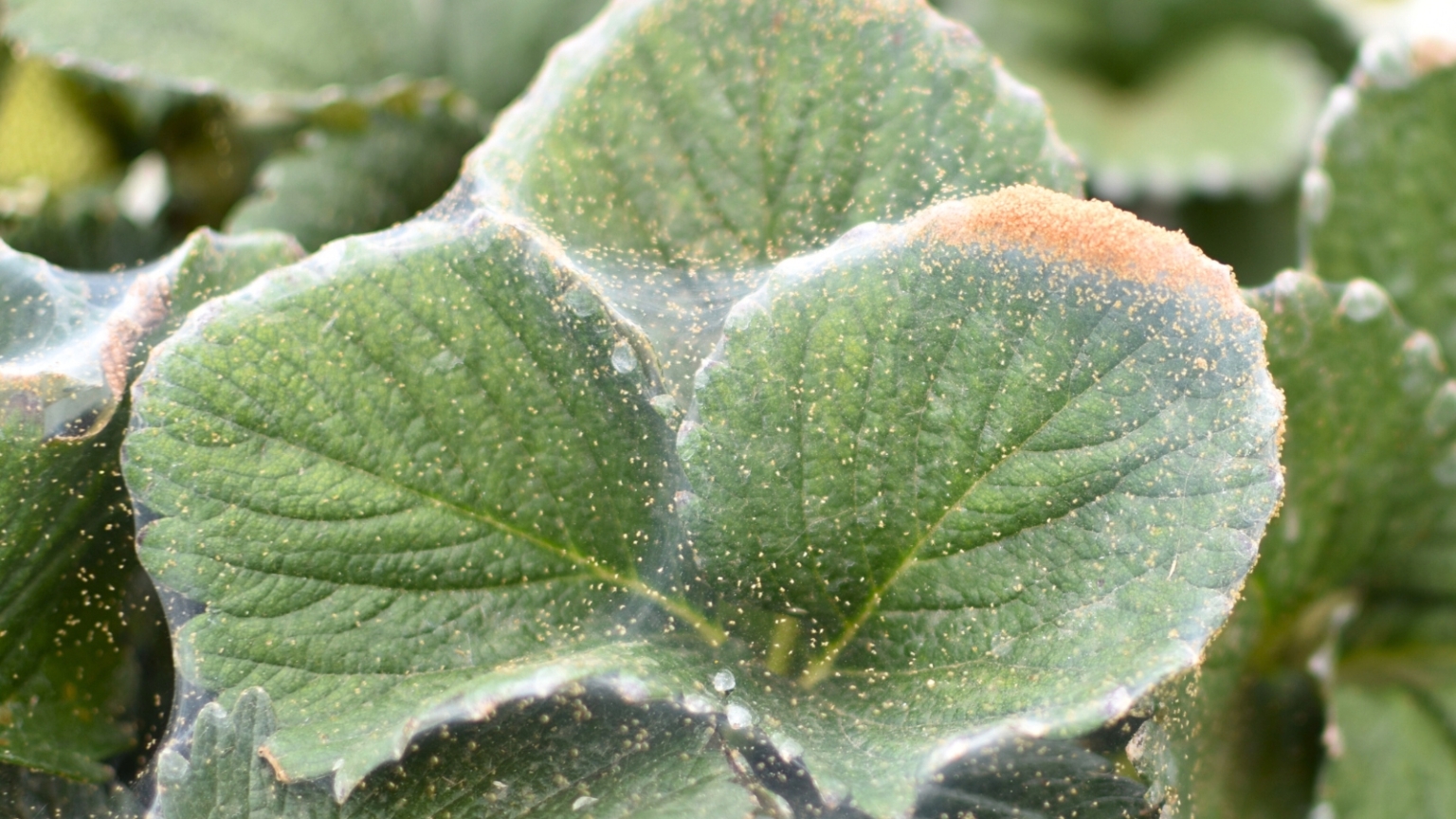 Spider Mites Raspberry What’s Eating My Strawberries? 7 Strawberry Pests to Watch for